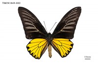 藏品(珠光裳鳳蝶)的圖片